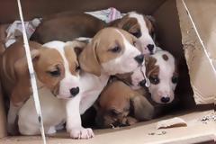 Ας ΒΟΗΘΗΣΟΥΜΕ αυτές τις ψυχούλες να κάνουν Χριστουγεννα στο παντοτινό τους σπίτι...