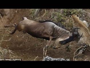 Φωτογραφία για Λεοπάρδαλη το σκάει από τη μάχη όταν καταφτάνει μια άγρια αντιλόπη... [video]