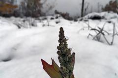 Καιρός τα Χριστούγεννα - Χιόνα από Πέμπτη