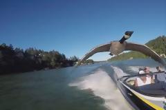 Αυτός ο άντρας έσωσε μια χήνα και δυο χρόνια μετά δεν μπορεί να την ξεφορτωθεί!