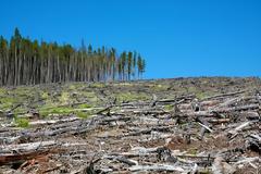 Η αποψίλωση των δασών συνδέεται με την αύξηση μολύνσεων από τροπική νόσο