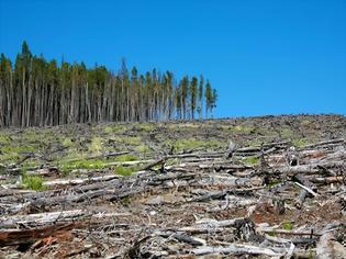 Φωτογραφία για Η αποψίλωση των δασών συνδέεται με την αύξηση μολύνσεων από τροπική νόσο