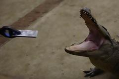 Τι συμβαίνει αν πέσει ένα iphone 7 στα σαγόνια ενός αλιγάτορα