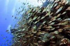 Τα ψάρια εξαφανίζονται με πολύ ταχύτερο ρυθμό από ό,τι πιστεύαμε