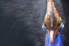 Το πιο επικίνδυνο πτηνό στον πλανήτη!