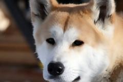 Η ιστορία του σκύλου που περίμενε το αφεντικό του μέχρι το τέλος της ζωή του