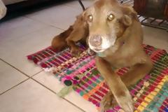 Ήθελε να κάνει ευθανασία στον σκύλο της επειδή βαριόταν να τον φροντίζει