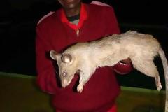 Γιγάντιοι αρουραίοι κατασπάραξαν μωρό τριών μηνών