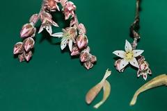 Νέο και σπάνιο φυτό παίρνει το όνομα του Τζίμι Χέντριξ