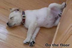 Η εξέλιξη των κατοικίδιων ζώων! [photos]