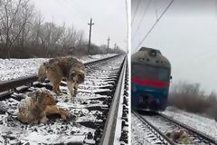 Τρένο περνά πάνω από σκυλί που έχει ακινητοποιηθεί τραυματισμένο στις ράγες