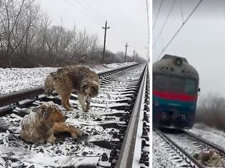 Φωτογραφία για Τρένο περνά πάνω από σκυλί που έχει ακινητοποιηθεί τραυματισμένο στις ράγες