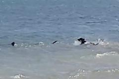 Απίστευτο βίντεο: Ατρόμητος Σκύλος ΚΥΝΗΓΑ καρχαρία που τρέπεται σε φυγή
