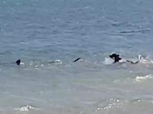 Φωτογραφία για Απίστευτο βίντεο: Ατρόμητος Σκύλος ΚΥΝΗΓΑ καρχαρία που τρέπεται σε φυγή