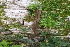 Πύργος: Φίδι κάνει… break στην χειμερία νάρκη!