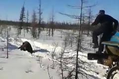 Δύο φορτηγά κυνήγησαν και πάτησαν μία αρκούδα στη Ρωσία