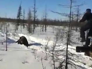 Φωτογραφία για Δύο φορτηγά κυνήγησαν και πάτησαν μία αρκούδα στη Ρωσία