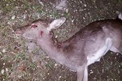 Με πυροβόλο όπλο έχουν θανατωθεί τα ελάφια στην περιοχή του Άνω Καλαμώνα