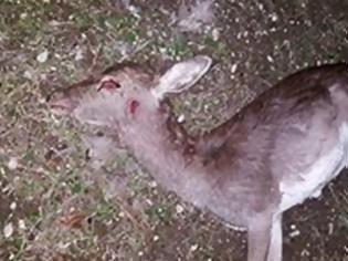 Φωτογραφία για Με πυροβόλο όπλο έχουν θανατωθεί τα ελάφια στην περιοχή του Άνω Καλαμώνα