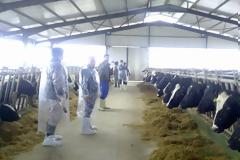 Συναγερμός για την ευλογιά των προβάτων στη Θράκη - Κρούσματα στη Μυτιλήνη