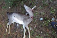 Τα 23 έφτασαν τα νεκρά ελάφια που έχουν βρεθεί πυροβολημένα στα Μαριτσά Ρόδου τις τελευταίες 15 μέρες