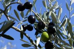 Διασώθηκε το ΠΟΠ, παραμένει το πρόβλημα για την ελιά Καλαμάτας