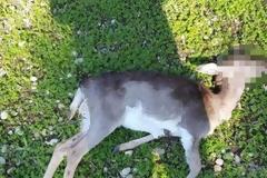 Ρόδος: Με πυροβόλο όπλο σκότωσαν τα είκοσι ελάφια