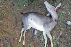 Ρόδος: ΕΛ.ΑΣ. και Στρατός αναζητούν τον δολοφόνο ελαφιών