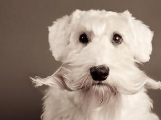 Φωτογραφία για Γιατί δεν πρέπει να κόβουμε τα μουστάκια του σκύλου μας