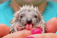 Παιχνίδι για όλη την οικογένεια: Ποιος δεν θα μπερδέψει τη γλώσσα του;