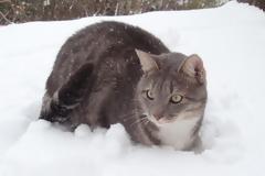 Έκκληση για κουβέρτες και ολιγοήμερες φιλοξενίες για τα αδέσποτα της Ηλιούπολης κάνει η Ζ.Ε.Η.