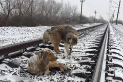 Η δύναμη της αγάπης με πρωταγωνιστές 2 σκύλους! [video]