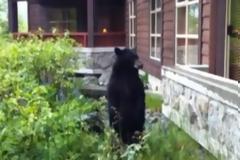 Ψυχάκιας τα βάζει με αρκούδα! [Video]