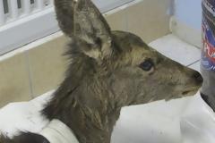 Ακρωτηριάσαν το ένα πόδι για να σώσουν τη ζωή του ελαφιού που βρέθηκε τραυματισμένο στην Πάρνηθα