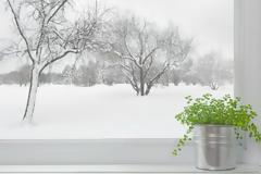 Προστατέψτε τα λουλούδια σας από το κρύο σε 4 βήματα