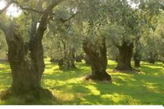 Εχετε κανένα ΧΩΡΑΦΑΚΙ στο χωριό; ΕΤΟΙΜΑΣΤΕΙΤΕ να πληρώσετε - ΔΕΙΤΕ αναλυτικά