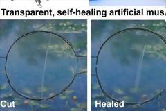 Υλικό για αυτοθεραπευόμενα ρομπότ, μπαταρίες και ηλεκτρονικές συσκευές