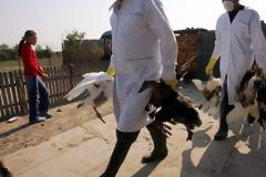 Επανήλθε η γρίπη των πτηνών! Έκτακτα μέτρα στον Έβρο