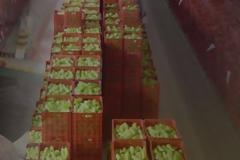 Αποζημίωση για τις ζημιές θα ζητήσουν οι αγρότες της Κρήτης