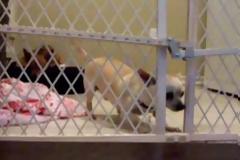 Δεν υπάρχει! Τέτοια απόδραση δεν έχετε ξαναδεί σίγουρα