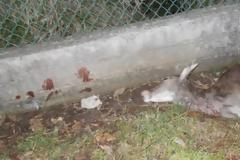 Σκυλιά κατασπάραξαν μικρή ελαφίνα στη Ρόδο