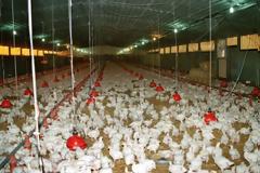 ΣΥΝΑΓΕΡΜΟΣ για τη γρίπη των πτηνών που έφτασε στον Έβρο...