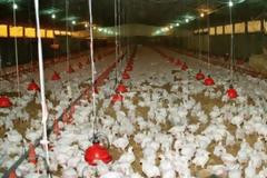 Συναγερμός για τη γρίπη των πτηνών που έφτασε στον Έβρο