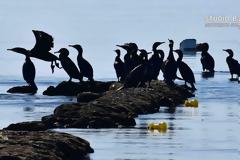 Κοπάδι κορμοράνων στο Ναύπλιο [photos]