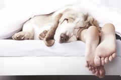 Να αφήνω τον σκύλο μου να κοιμάται μαζί μου στο κρεβάτι;