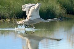 Κρούσµα γρίπης των πτηνών σε κύκνο στο νοµό Έβρου