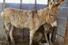 Ο Λύκος και ο Γάιδαρος! Μια πολύ διδακτική ιστορία...