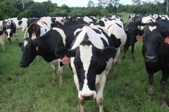 Το μικρόβιο της βρουκέλλας εντοπίστηκε σε βοοειδή στην Κοζάνη