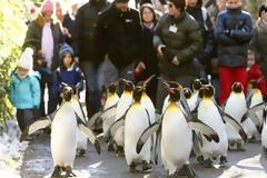 «Να περπατάτε σαν… πιγκουίνοι για να μην γλιστράτε στον πάγο»