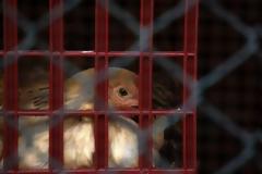 Εξαπλώθηκε η γρίπη των πτηνών στη Βουλγαρία